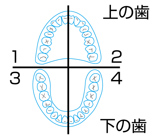 歯を上下左右の4つのブロックに分けて磨くイラスト
